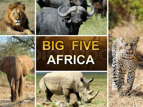 Big 5 Africa Bodog