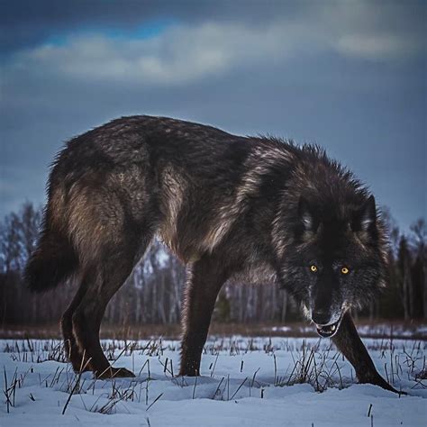 Big Wolf Betsul