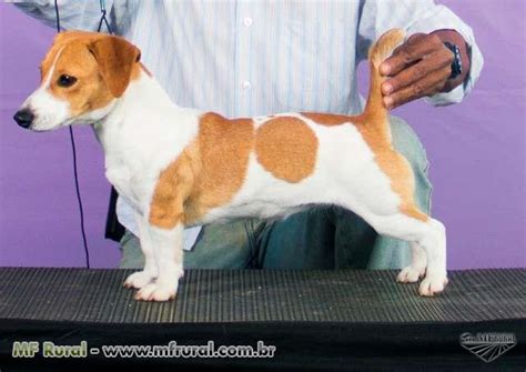 Black Jack Russell Filhotes Para Venda