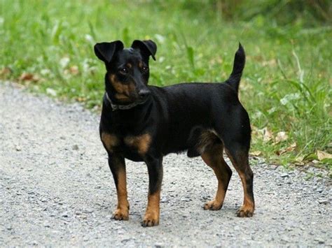 Black Jack Russell Terrier Para Venda