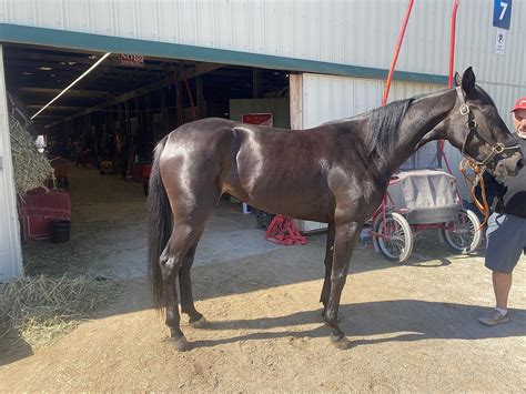 Blackjack Estabulos Campbellville