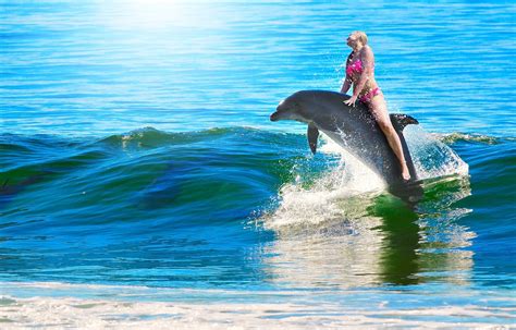 Dolphin S Wild Ride Sportingbet