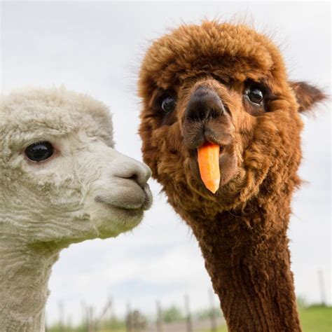 Funny Alpaca Betsul