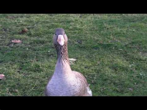 Geese With Attitude Brabet