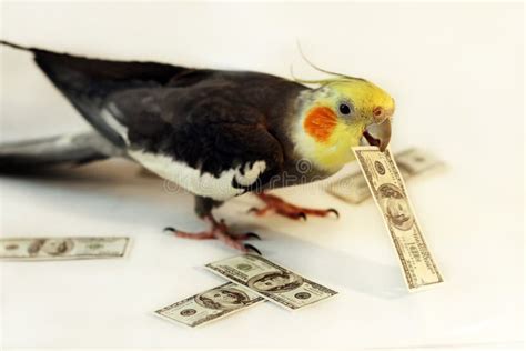 Jogar Happy Parrot Com Dinheiro Real