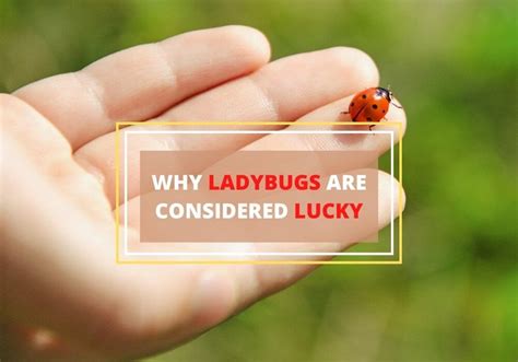Ladybug Luck Betway