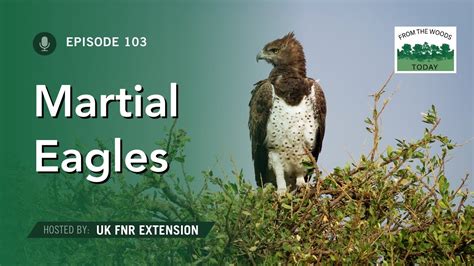 Martial Eagle Bwin