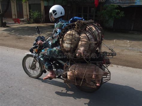 Motociclista Porcos Maquina De Fenda