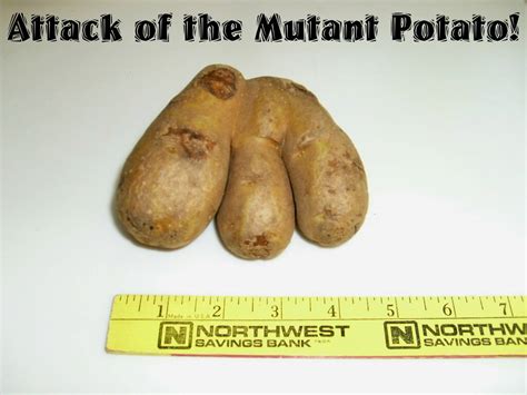 Mutant Potatoes Bodog