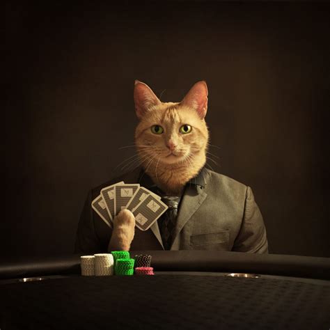 Poker Gato Meme