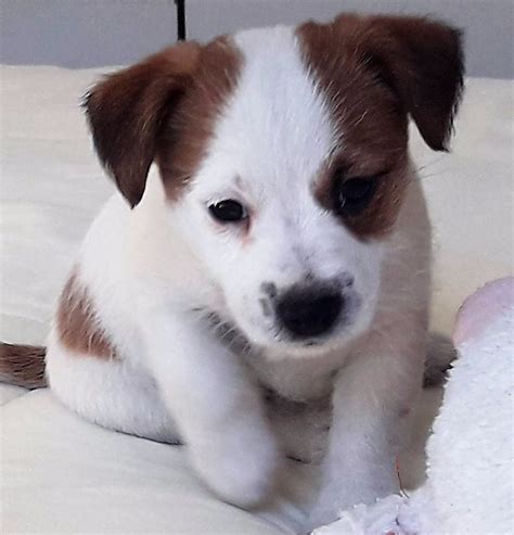 Preto E Tan Irlandes Jack Russell Filhotes