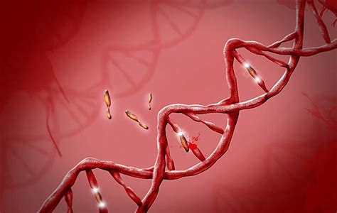 Roleta Genetica A Aposta Em Nossas Vidas Livre