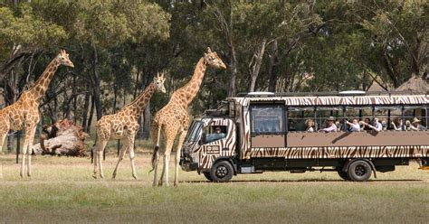 Savanna Safari Betano