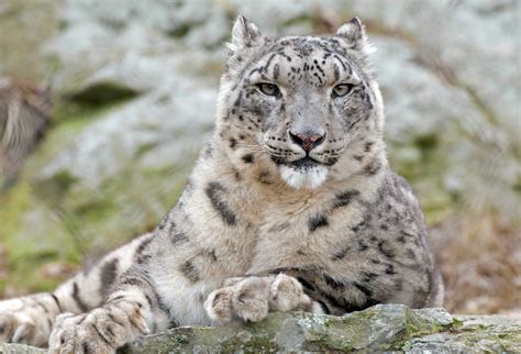 Snow Leopard 1xbet