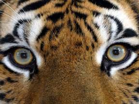 Tigre S Eye De Fenda