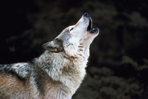 Wolf Howl Brabet